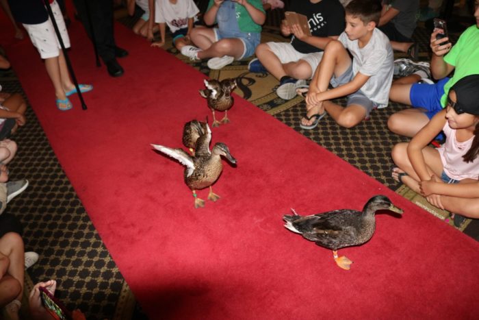 The Peabody Ducks Memphis TN